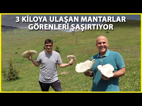 Erzurum'da 3 Kiloya Kadar Dev Mantarlar
