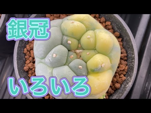 銀冠、いろいろ