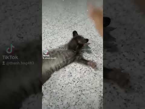 Chồn Hương 🦦 ( lucky) thú cưng 🦦 chúc quý vị 👪 buổi tối vui vẻ 💐 hạnh phúc bên gia đình 👩‍❤️‍💋‍👨👪