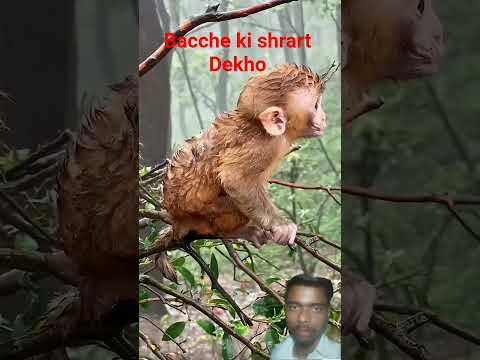 #monkey #wildlifeentertainment #cute #facts #animals #babymonkey #entertainment