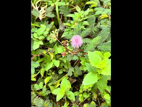 Ngày bình yên xa khói bụi thành phố