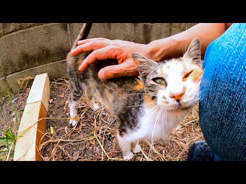 感動猫動画の最新動画 Youtubeランキング