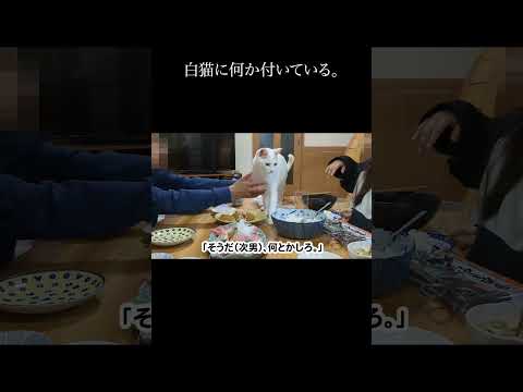 白猫に何か付いている。 #保護猫 #猫 #猫のいる暮らし