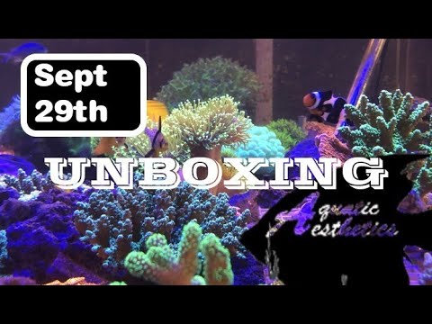 Fish Unboxing Sept 29th. Small order, but ....

Aquatic Aesthetics
5622C TN Hwy 153
Chattanooga/Hixson
423.386.5759

Buy Loca
