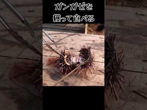 ガンガゼを獲って食べる! #アウトドア