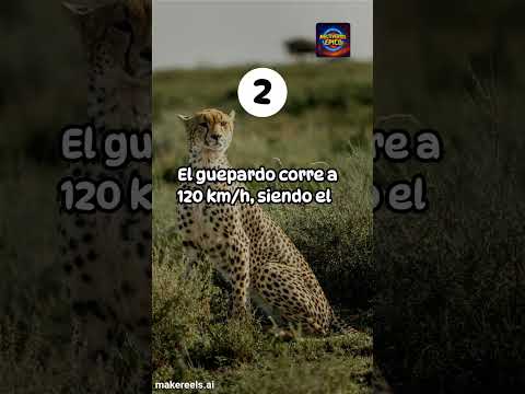 Datos interesantes sobre el mundo animal#ShortsEnEspanol#curiosidades#
