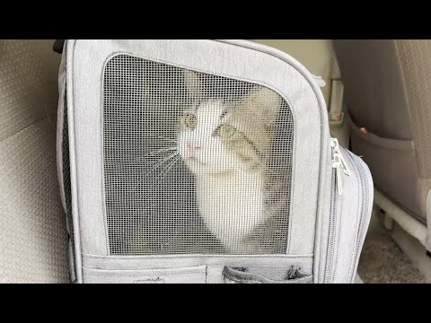 猫の動画サムネイル - 鳴き声が出なくなった猫が点滴で回復しました