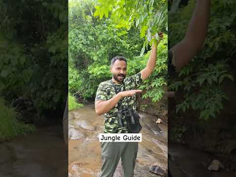 Jungle Guide #comedyvideos #funnyshorts #forest #jungle