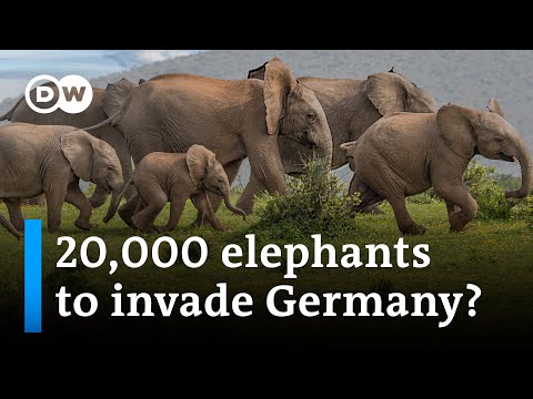 What's behind Botswana's president's threat to send elephants to Germany? | DW News
