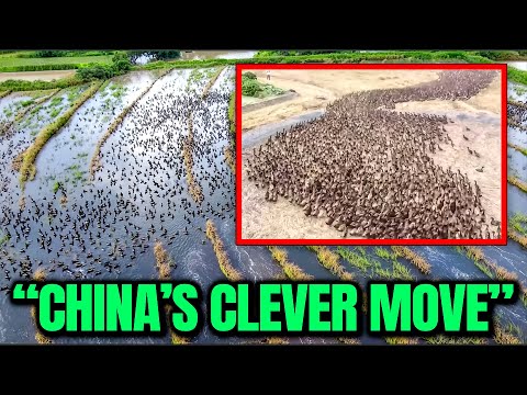Everyone Laughed At China For Releasing THOUSANDS Of Army Ducks, Truth Will STUN You