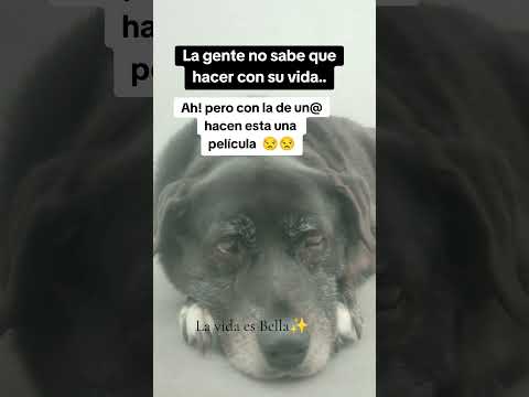Totality!!🤣#animalshorts #perros #humor #memesviral #chisme #chismedeldía #risa #labrador