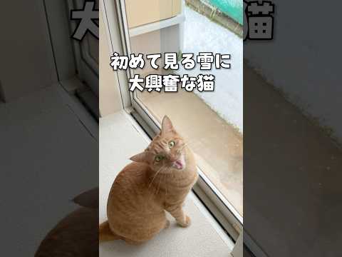 初めて見る雪に大興奮な猫w #shorts