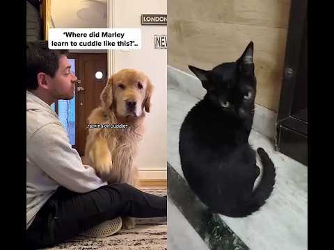 dog🐶🐶🐕🐶🐶 pure love ❤️❤️❤️😘❤️❤️❤️