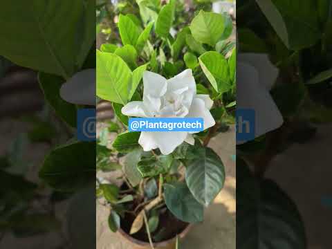 #garden #plantproducts #gardenplants #gardenflowers #flowers #plants #landscaping #landscape