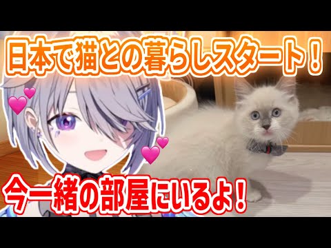 ついに猫との暮らしがスタート！マイクラ配信中も猫の様子を見たり、話しかけたりするビブー【ホロライブ切り抜き/古石ビジュー/Koseki Bijou】