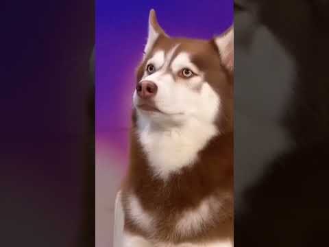 watch the moment dog appears in court