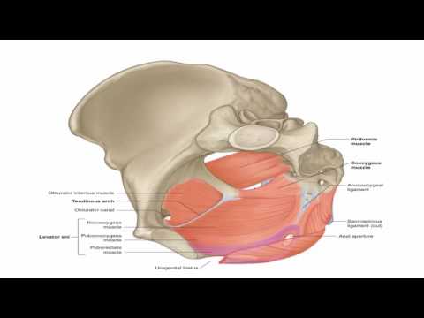 Anatomy 1 | C3 - L7 | Pelvic muscles and sacral plexus