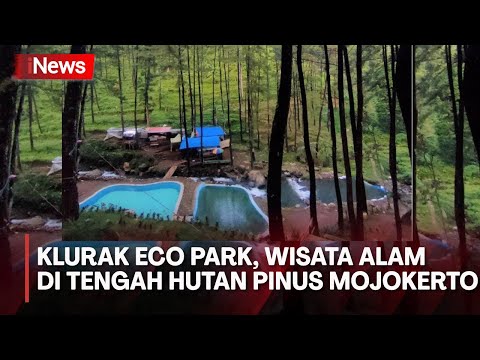 Ft Wisata Klurak Eco Park Lokasi Pemandian Dan Camping Ground Di Tengah Hutan Pinus Di Mojokerto