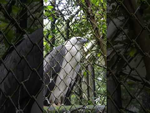 Eagle | White bellied eagle | Sea eagle #birds #eagle #animals #eagles