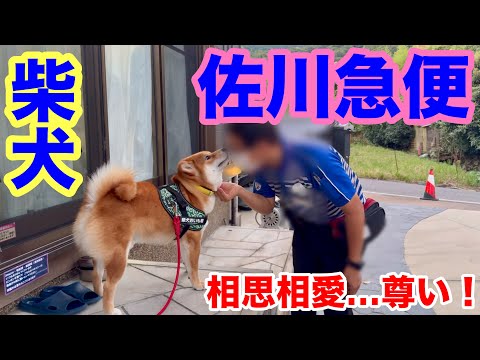 【柴犬】佐川急便さん、尊い！