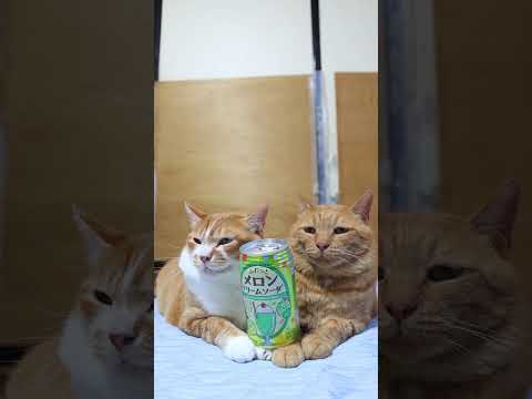 かわいい猫とふわふわメロンクリームソーダの癒し動画【2025年版】 サムネイル