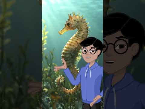 Male Seahorses Give Birth! 🐠🤯