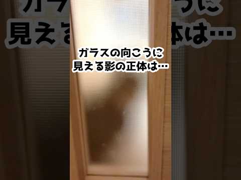 帰宅するとこの状態で待ち伏せされている… #shorts #保護猫 #猫のいる暮らし