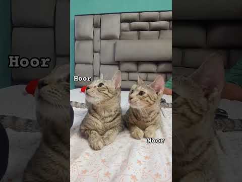 #animallovers #catshorts #catlovers #cat #cats #catlife #catlove #catfunny #catfunnyvideo