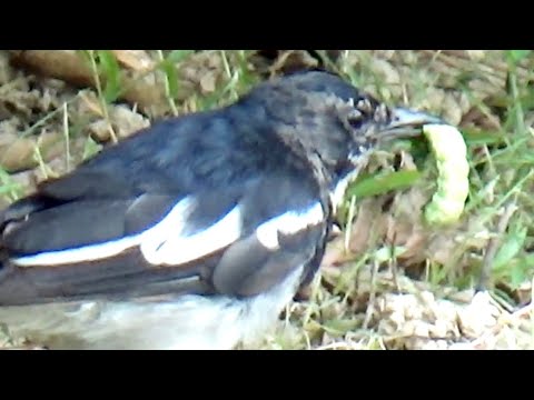 鵲鴝吃毛毛蟲Oriental Magpie Robin eats caterpillars #bird #birding #wildlife #公園 #生態攝影 #野生動物 #nature #hk