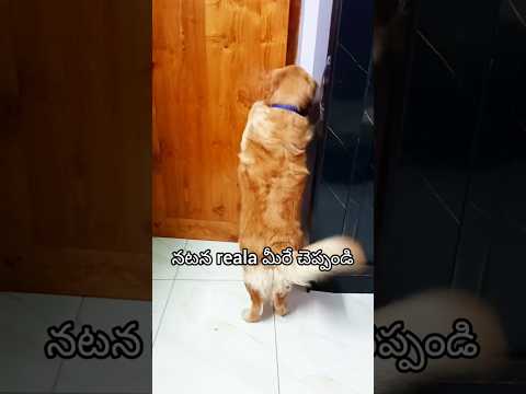 🐕మత్తుగా నిద్రపోయేవాళ్లు ఇల ఉన్నార?😅😂🤣/#pets #cuteanimal #funny