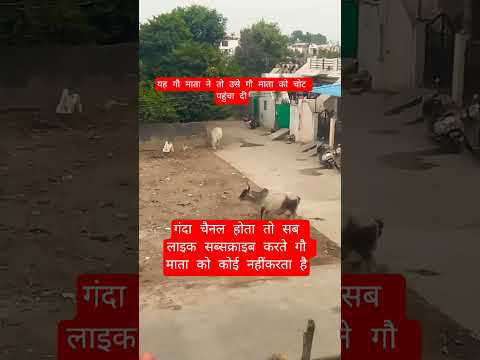 यह गौ माता ने तो उसे गौ माता को चोट पहुंचा दी #13million #motivation #100millon #cow #gaumata