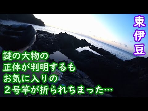 【東伊豆】正体不明の大物は思ってたよりも手に負えない奴【2024年10月中旬】