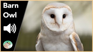 Barn Owl - Sounds
