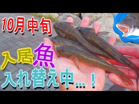 【10月中旬】マハゼの入居待ち？旧江戸川穴釣り状況!!【ウロハゼ】