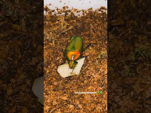 Chlorocala africana africana frisch geschlüpft! 💚🪲 #käfer #insekten #terrarium