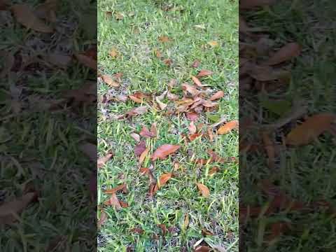 Buffalo lawn care tips