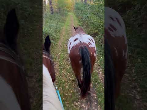 Leśna trawka jest pyszna… #konie #horse #phonk