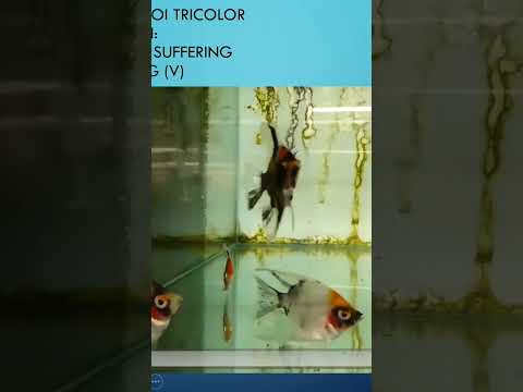 Sick Angelfish Scalare. See link complete video. #fishdisease #scalar
