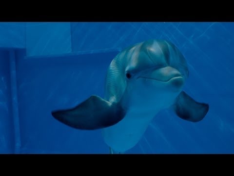Dolphin Tale 2 - Official Main Trailer [HD] - UCjmJDM5pRKbUlVIzDYYWb6g