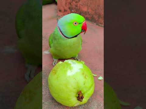 mithu parrot 🦜 eating fruit 😋🦜 #talkingparot #petbird #funny #eatingguava #reelsvideo #eatingshow