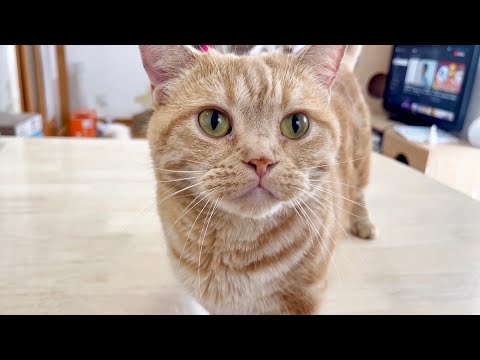 おしゃべり猫ちゃーぼーが何か言いたいことがあるっぽいです