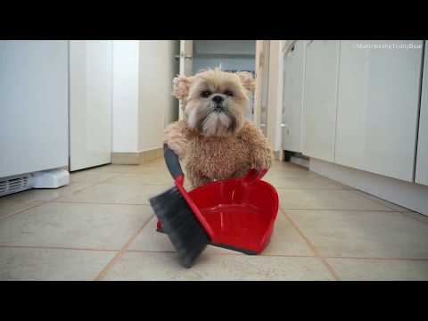 A day at home for Munchkin