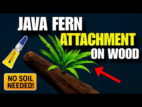 How to Attach Java Fern to Driftwood-NO SOIL, NO MESS !
