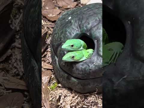 Green Keeled Lizard | VIA Aquarium Schenectady, NY 
