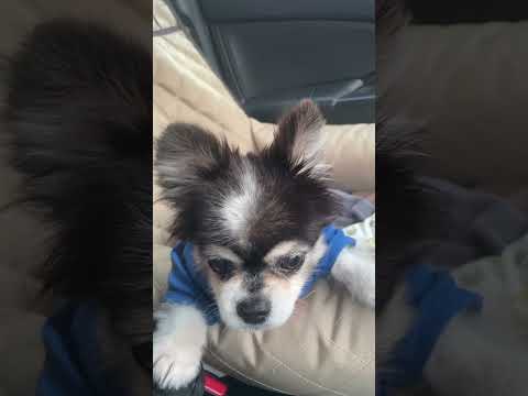 #￼ น้องหมาจอมซน#lucky