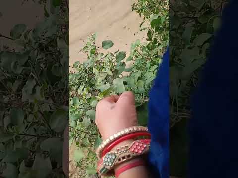 #motivation तुलसी हो तो गांठ बांध ले पांच बातें #tulshivivahkatha #tiranga #youtubeshorts