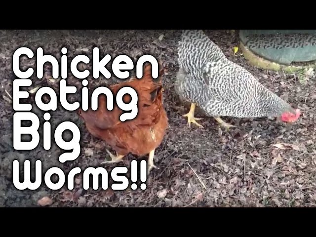 can-chickens-eat-worms-hayfarmguy