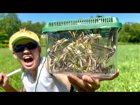 【閲覧注意】地獄のトノサマバッタ大量捕獲がヤバすぎた.....