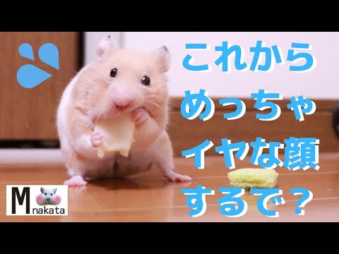 M Nakataの最新動画 Youtubeランキング