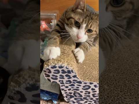 母親のお出かけに戸惑うQちゃんのほっこり猫動画 サムネイル
